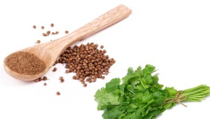  Coriander (cilantro)