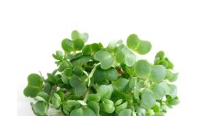  Watercress