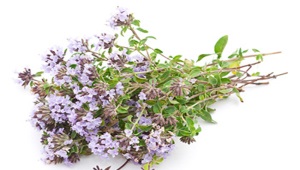  Thyme (thyme, Bogorodskaya grass)