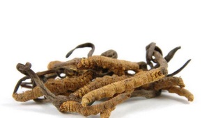  Cordyceps