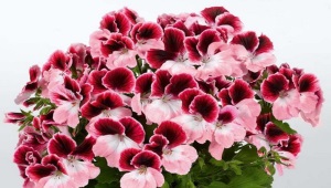  Pelargonium