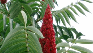  Sumac deerhorn - spectacular vinegar tree