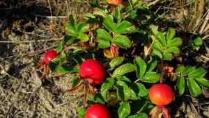  Rose Hip: useful properties and contraindications