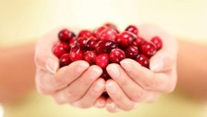  Lingonberry during pregnancy: the benefits and harm