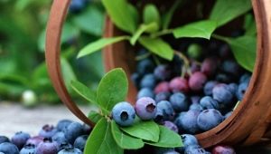  Blueberry Patriot: a bogyók jellemzői és a növekvő tippek