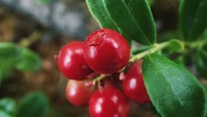  Moistened lingonberry: useful properties and recipes