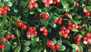  What are the benefits and harm of cowberry leaves?