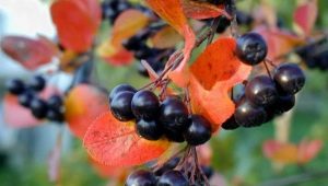  Aronia: cultivation and use