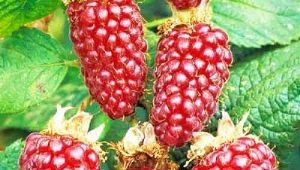  Loganberry Etalina: variety description and care tips