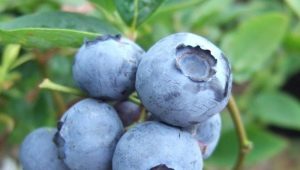  Blueberry Bluegold: a bogyók jellemzői és ajánlások a termesztésre