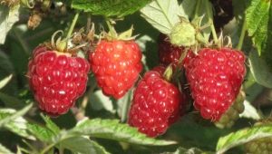  Raspberry Kirzhach: what is this variety and what are its advantages?