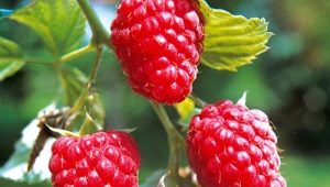  Raspberry Tarusa: characteristics of the variety, seedlings and planting