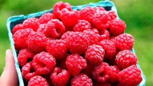  Raspberry Vera: variety description, planting and care