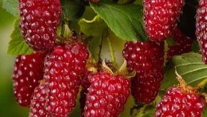  Description of Eggs Tayberry: growing a hybrid, advantages and disadvantages of the variety