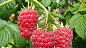  Features and description raspberry variety Firebird