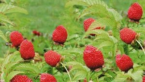  Features of growing Tibetan or Rosolist raspberry