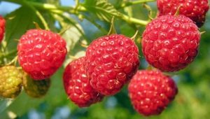  Feeding raspberries: how to increase yields with fertilizer?