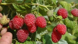  The raspberry variety Peresvet: tips gardener