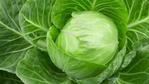  White cabbage: chemical composition and KBD