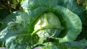  How to sow cabbage on seedlings in an unheated greenhouse?