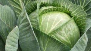  Belarusian cabbage: description of the variety and subtleties of cultivation