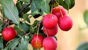  Red plum: varieties and features of the application