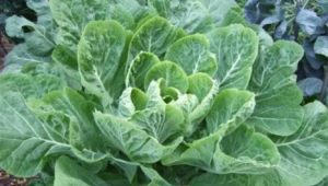  Kale: varieties and cultivation features