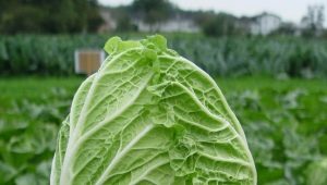  Beijing cabbage: variety selection and planting rules