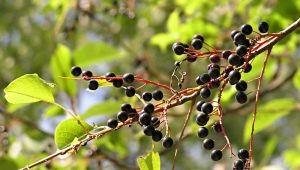  Bird cherry berries: benefit and harm, recommendations for use