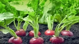  How to feed radishes in the greenhouse and in the open field?