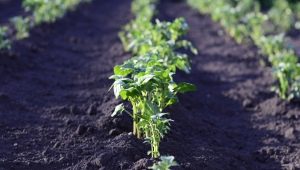  How many days after planting do potatoes spawn and what does it depend on?