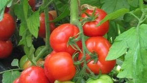  Characteristics of a hybrid variety of tomatoes F1 Juggler