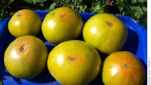  Characteristics and planting varieties of tomato Malachite Box