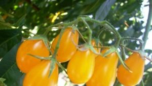  Characteristics and yield of tomato varieties Honey drop F1