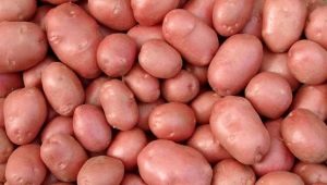  Characteristics and cultivation of potato variety Courage