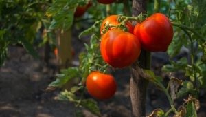  Characteristics of tomato Bearded kosolapy