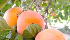  Persimmon Rossiyanka: opis odmiany i zasad uprawy