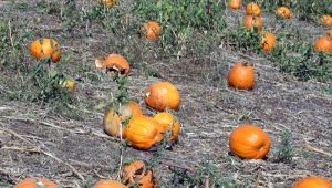  How to plant a pumpkin?