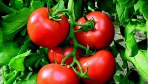  How to grow a tomato rich hut?