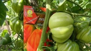  How to grow tomato Puzata hut?