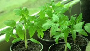  How to temper tomato seedlings at home?