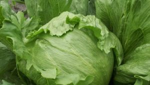  Iceberg Cabbage: properties and characteristics of growing