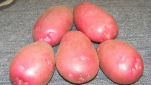  Lyubava potato: variety description and cultivation