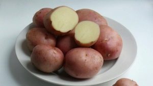  Romano Potatoes: opis odmian i zasady uprawy