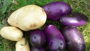  Cornflower Potatoes: Variety Characteristics and Cultivation