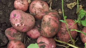  Zhuravinka potatoes: variety description and cultivation features