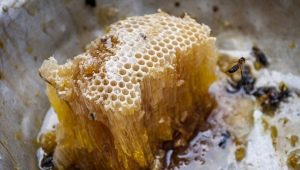  Honey wild bees: what is it and how to choose?