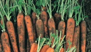  Nantes Carrot: Planting and Care Rules