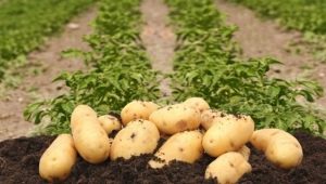  Description and features of cultivation of potato Colette