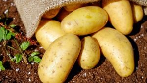  Description and process of growing potatoes Breeze